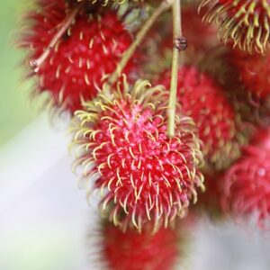 紅毛丹