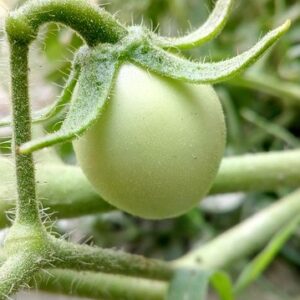 圓茄