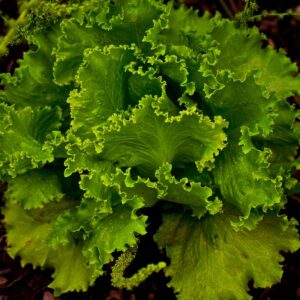 生菜