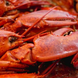 波士頓龍蝦